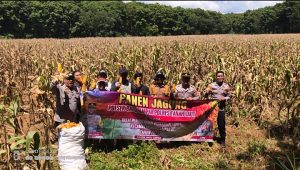 Jajaran Polsek Batu Ampar, Polres Tanah Laut, turut serta panen raya jagung di Desa Tajau Pecah. (wartabanjar.com - Ist. Humas)