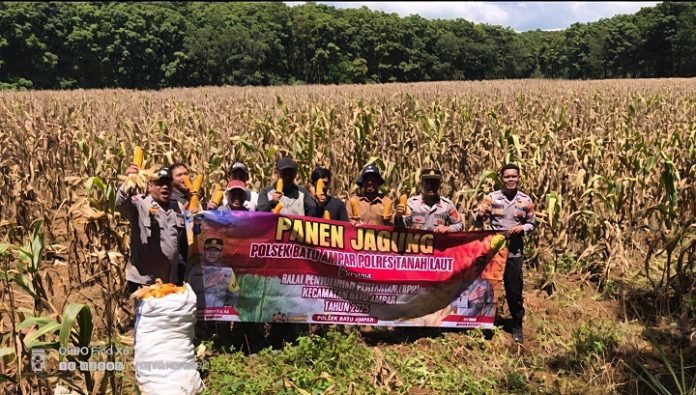 Jajaran Polsek Batu Ampar, Polres Tanah Laut, turut serta panen raya jagung di Desa Tajau Pecah. (wartabanjar.com - Ist. Humas)