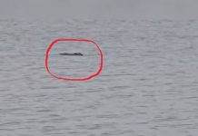 Viral! Buaya Kembali Muncul di Pantai Batakan Lama, Warga Ungkap Ada yang Digigit