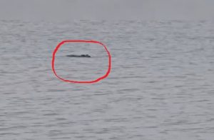 Penampakan buaya di Pantai Batakan Lama pada Jumat 28 Februari 2025. (wartabanjar.com - Ist. TikTok @ujarjua_69)