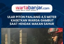 VIDEO - Ular Piton Panjang 4,5 Meter Kagetkan Warga Gambut Saat Hendak Makan Sahur