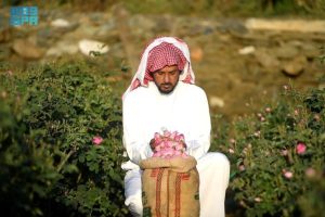 Merawat dan membersihkan ladang menjadisalah satu tradisi masyarakat di Taif. (SPA_