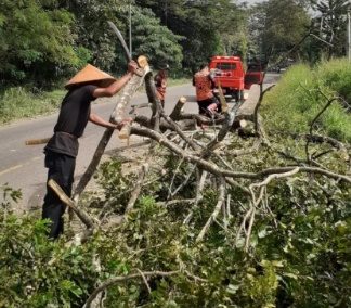 Angin Kencang Tumbangkan Pohon di Jalan A Yani Desa Telang HST