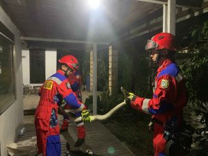 Tim Damkar DPKP Kabupaten Banjar menangkap piton di rumah M Rizki di Gambut Barat, Jumat dini hari. (wartabanjar.com - Ist. DPKP Banjar)