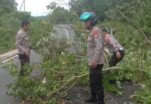 Pohon Tumbang di Jalan Trans Banjarbaru-Batulicin, Polres Banjar Gercep Lakukan Pembersihan