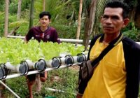 BPP Simpang Empat Monitor Budidaya Sayur Hidroponik Petani