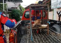 DPKP Banjar Amankan 10 Anjing Liar dari Selokan Rumah Warga Sekumpul