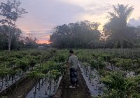 Perkebunan: Jalan Menuju Kemandirian dan Keuntungan Besar di Kabupaten Balangan