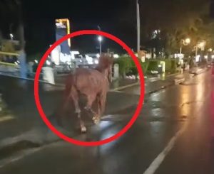 Kuda Lepas dan Berlarian di A. Yani Km. 5 Banjarmasin Jadi Perhatian Warga