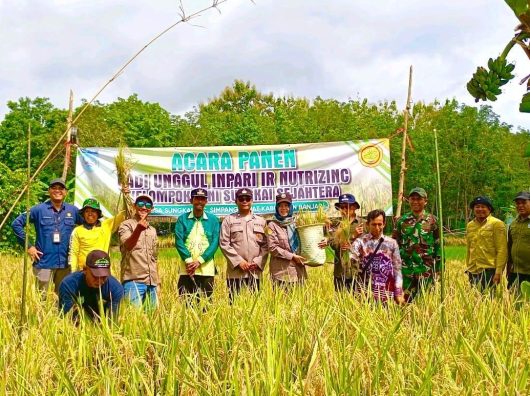 Petani Desa Sungkai Panen Padi Unggul Inpari IR Nutri Zinc