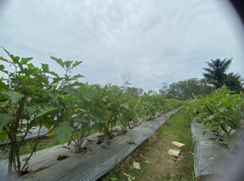 Fusarium Jadi Momok! Petani Balangan Rugi Besar, Khairullah: Cegah Sejak Dini dengan Perawatan Tanah