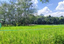 Serangan Mematikan! Petani Balangan Berjuang Hadapi Wereng, Tikus, dan Burung Penghancur Padi