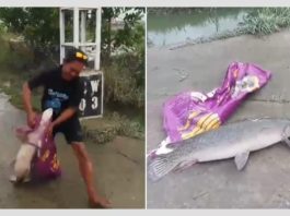 HEBOH! Warga Bekasi Temukan Ikan Aligator Raksasa Usai Banjir, Berbahaya dan Dilarang Dipemerintah!