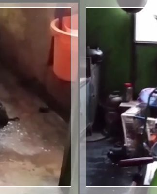 GEGER! Biawak Besar Masuk Rumah Warga di Tanjung Pagar, Ngamuk Prabotan Dapur Berhamburan