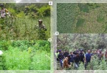 Di Lahan Taman Nasional Ditemukan Ladang Ganja, Begini Kata Kalangan DPR