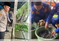 Kapolres Tanah Bumbu Panen Ikan Lele Bersama Sat Polairud, Langsung Disalurkan ke Sini