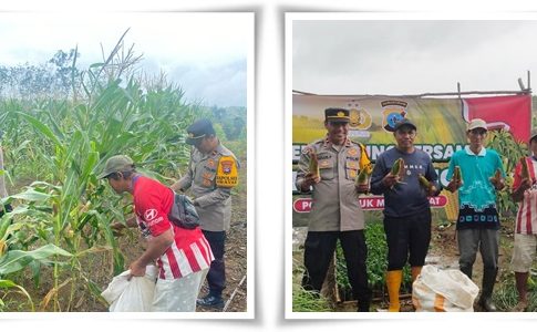 Polsek Awayan Dorong Ketahanan Pangan: Panen Jagung Manis di Sungai Pumpung