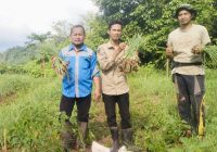 Petani Desa Hakim Makmur Sukses Tanam Bawang Merah di Bukit Pakai Sistem Tanam Biji
