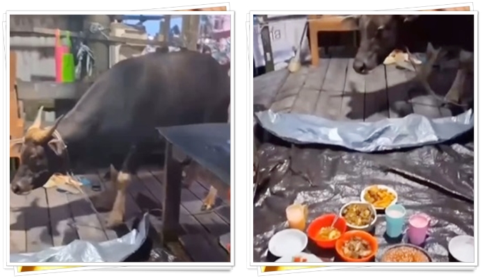 sapi masuk rumah2