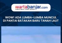 WOW! Ada Lumba-lumba Muncul di Pantai Batakan Baru Tanah Laut