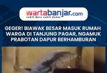 VIDEO - GEGER! Biawak Besar Masuk Rumah Warga di Tanjung Pagar, Ngamuk Prabotan Dapur Berhamburan