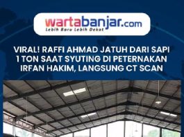 VIDEO - VIRAL! Raffi Ahmad Jatuh dari Sapi 1 Ton saat Syuting di Peternakan Irfan Hakim, Langsung CT Scan