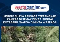 VIDEO - HEBOH! Buaya Raksasa Tertangkap Kamera di Semak Dekat Sungai Kotabaru, Warga Diminta Waspada