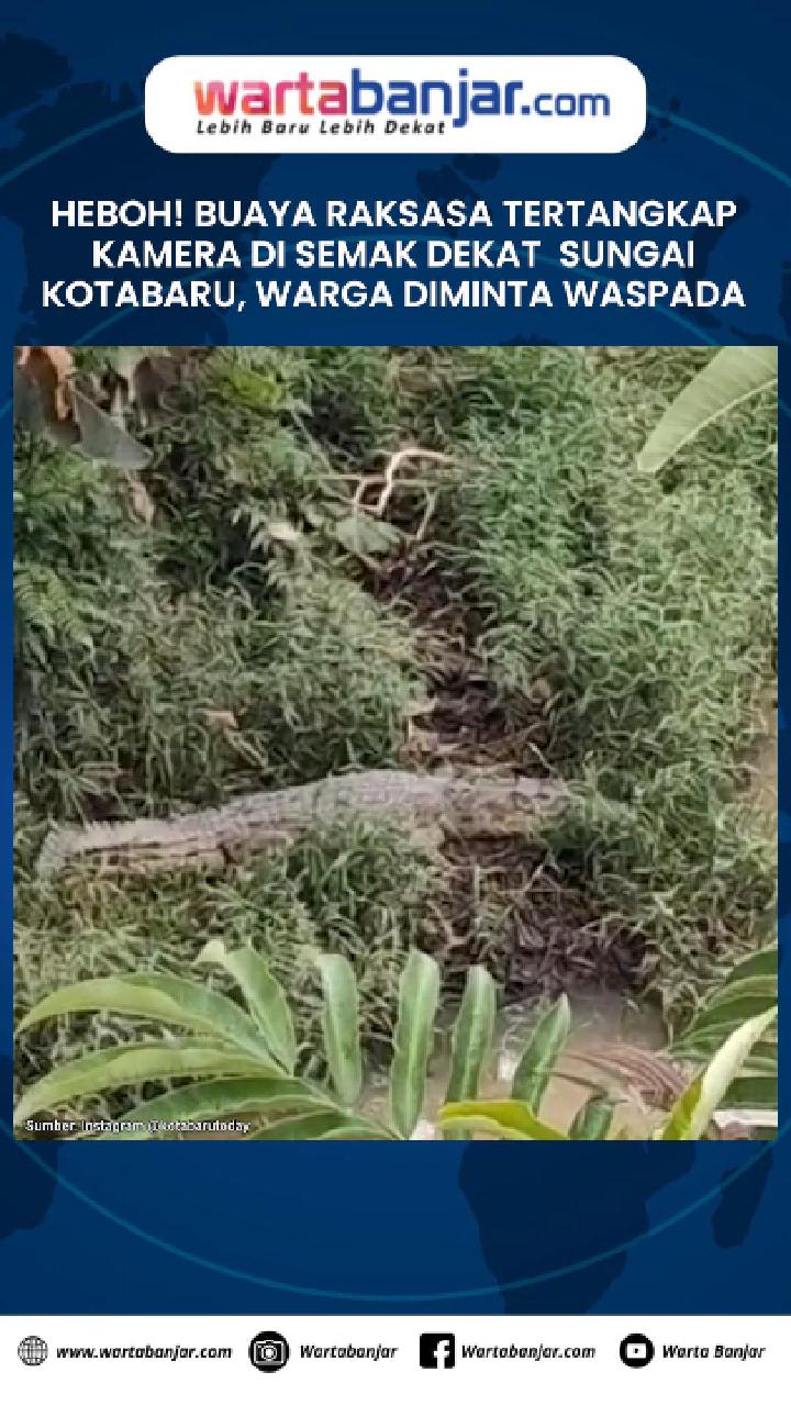 VIDEO - HEBOH! Buaya Raksasa Tertangkap Kamera di Semak Dekat Sungai Kotabaru, Warga Diminta Waspada