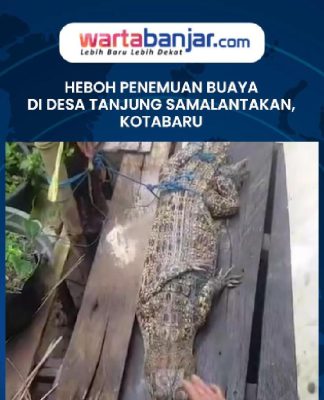 VIDEO - Heboh Penemuan Buaya di Desa Tanjung Samalantakan, Kotabaru