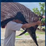 VIDEO - VIRAL! Pria di Lampung Pulang Mancing Hanya Bawa Satu Ikan, Ternyata Blue Marlin Raksasa