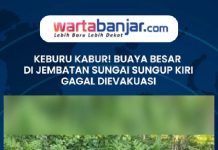 VIDEO - Keburu Kabur! Buaya Besar di Jembatan Sungai Sungup Kiri Gagal Dievakuasi
