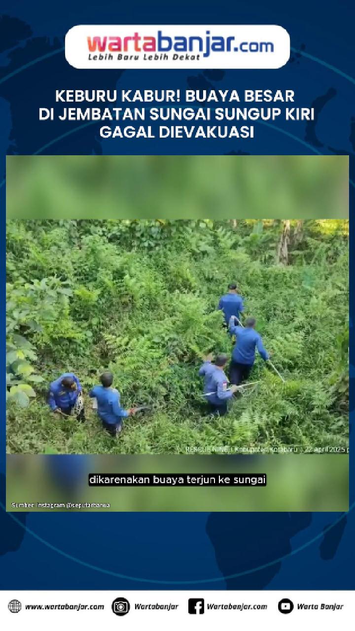 VIDEO - Keburu Kabur! Buaya Besar di Jembatan Sungai Sungup Kiri Gagal Dievakuasi