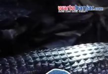 VIDEO - Teror Buaya di Perairan Batakan-Tanjungdewa Akhirnya Berakhir!
