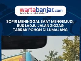 VIDEO - Sopir Meninggal Saat Mengemudi, Bus Ladju Jalan Zigzag Tabrak Pohon di Lumajang​