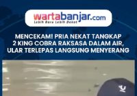 VIDEO - MENCEKAM! Pria Nekat Tangkap 2 King Cobra Raksasa Dalam Air, Ular Terlepas Langsung Menyerang