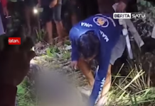 Ngeriii! Nenek di Sidrap Dimangsa Piton 8 Meter, Detik-detik Warga Belah Perut Ular Gunakan Parang
