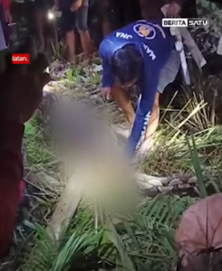 Warga membelah perut piton untuk mengeluarkan jasad nenek Hasia di Sidrap. Sulsel. (IG @beritasatu)