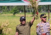 Panen Raya Padi Bersama Presiden RI, Bupati HST Tegaskan Komitmen Dukung Swasembada Pangan