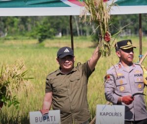 Bupati HST melakukan panen raya padi yagn dilaksanakan secara serentak di 14 provinsi dipimpin Presiden Prabowo Subianto. (wartabanjar.com - Ist. MC HST)