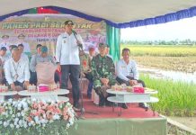 Bupati Rahmat Trianto Pimpin Panen Raya Se-Kabupaten Tala, Langkah Nyata Menuju Lumbung Pangan Nasional