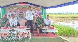 Bupati H Rahmat Trianto memimpin panen raya serentak se-Kabupaten Tanah Laut di Desa Handil Babirik, Kecamatan Bumi Makmur, Rabu. (wartabanjar.com - Gazali)