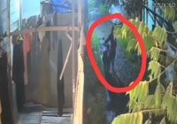 Pencuri Scoopy Hitam di Belakang Kampus UIN Terekam CCTV