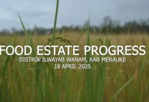 Proyek Cetak Sawah 1 Juta Hektare di Wanam Merauke Menunjukkan Progres Menggembirakan