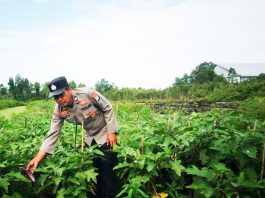 Program P2L Berhasil, Polsek Gambut Panen Terong Hasil Budidaya Mereka