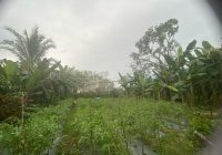 Diki Khawatir Gagal Panen , Petani Balangan Keluhkan Serangan Penyakit Tanaman