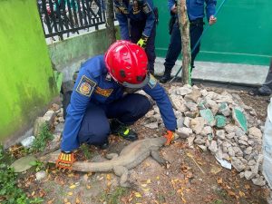 Personel DPKP Kabupaten Banjar berhasil mengevakuasi seekor biawak yang sempat membuat ketakutan murid SDN Pesayangan 1, Selasa. (wartabanjar.com - Ist. MC Banjar)