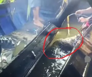 Buaya berukuran besar ditangkap tim SAR gabungan bersama warga di Sungai Sangatta, Sabtu malam 26 April 2025. (wartabanjar.com - Ist. kalimantan_berbagi.info)