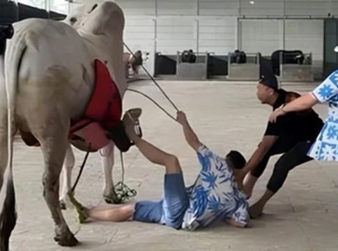 Jatuh dari Sapi 1 Ton Saat Syuting, Raffi Ahmad Mengaku Pinggangnya Masih Encok dan Memar