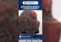 VIDEO - Amber Langka Seharga Rp 17 Miliar Tak Sengaja Jadi Penahan Pintu