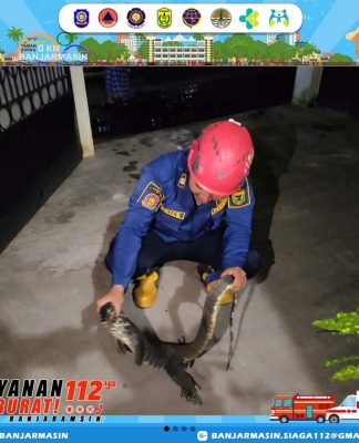 Biawak Masuk Plafon Rumah Warga Jalan Belitung Selatan Banjarmasin